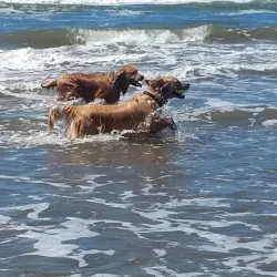 Mar de Ajó Beach - Mar de Ajó