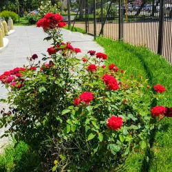 Parque Rosauer - Neuquen