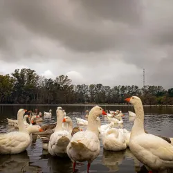 Parque General San Martín - Nueve de Julio