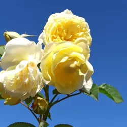 El Rosedal (The Rose Garden) - Palermo