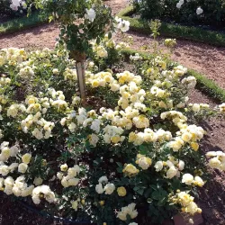 Parque Tres de Febrero - Palermo