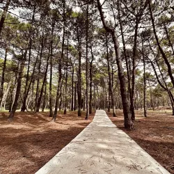 Bosque de Pinamar (Pinamar Forest) - Pinamar