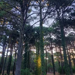 Bosque de Pinamar (Pinamar Forest) - Pinamar