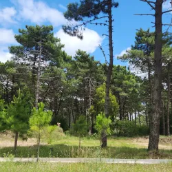 Bosque de Pinamar (Pinamar Forest) - Pinamar