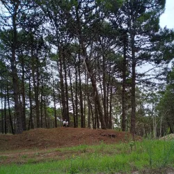 Bosque de Pinamar (Pinamar Forest) - Pinamar
