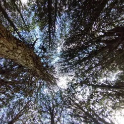 Bosque de Pinamar (Pinamar Forest) - Pinamar