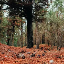 Bosque de Pinamar (Pinamar Forest) - Pinamar
