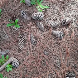 Bosque de Pinamar (Pinamar Forest) - Pinamar