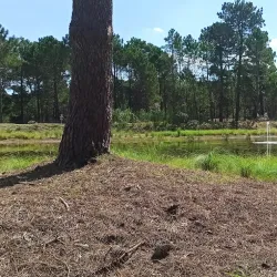 Bosque de Pinamar (Pinamar Forest) - Pinamar