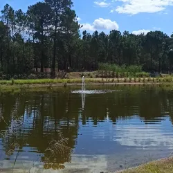 Bosque de Pinamar (Pinamar Forest) - Pinamar