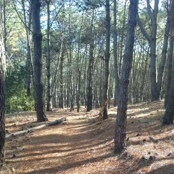 Golf Club Pinamar - Pinamar