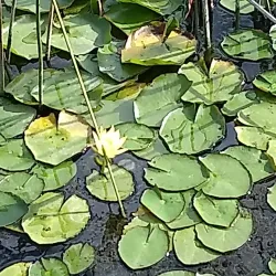 Parque de los Pioneros - Pinamar