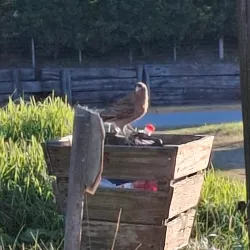 Playa de Ostende - Pinamar