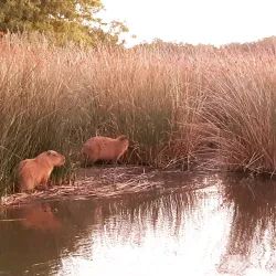 Reserva Natural de la Laguna de los Padres - Pinamar