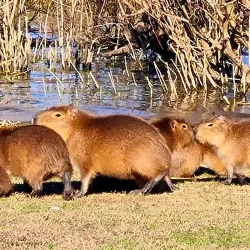 Reserva Natural de la Laguna de los Padres - Pinamar