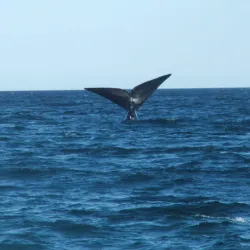 El Doradillo Beach - Puerto Madryn