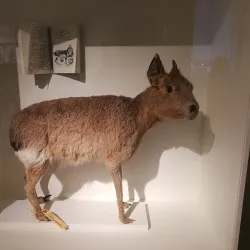 Museo Oceanográfico - Puerto Madryn