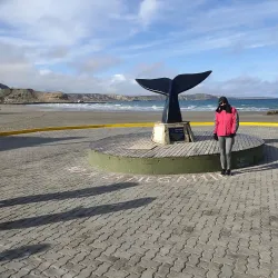 Península Valdés Whale Watching - Puerto Madryn