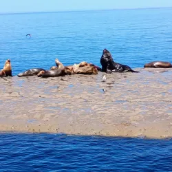 Península Valdés Whale Watching - Puerto Madryn