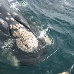 Península Valdés Whale Watching - Puerto Madryn