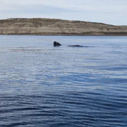 Península Valdés Whale Watching - Puerto Madryn