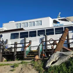 Península Valdés Whale Watching - Puerto Madryn