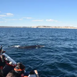 Península Valdés Whale Watching - Puerto Madryn