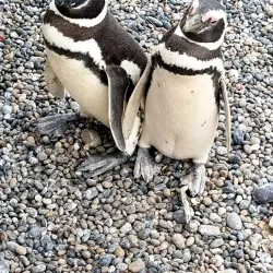 Punta Tombo Penguin Colony - Puerto Madryn
