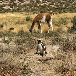 Punta Tombo Penguin Colony - Puerto Madryn