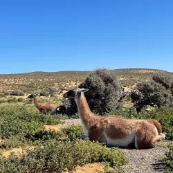 Punta Tombo Penguin Colony - Puerto Madryn