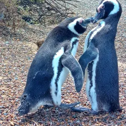 Punta Tombo Penguin Colony - Puerto Madryn