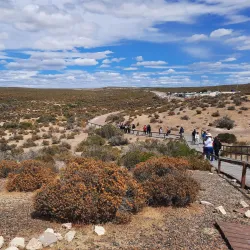 Punta Tombo Penguin Colony - Puerto Madryn