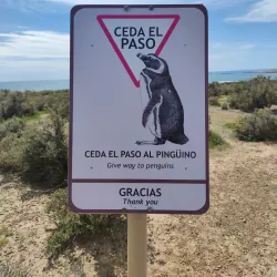 Punta Tombo Penguin Colony - Puerto Madryn