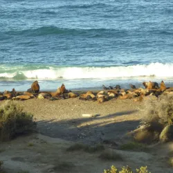 Valdés Peninsula - Puerto Madryn