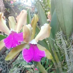 Avenida 9 de Julio - Resistencia