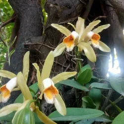 Avenida 9 de Julio - Resistencia