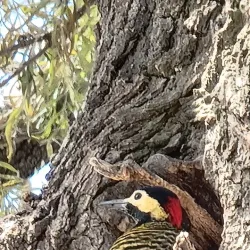 Plaza San Martín - Río Tercero