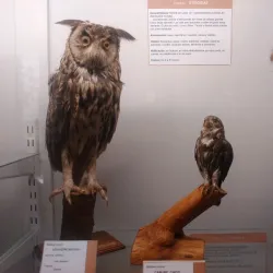 Museo Provincial de Historia Natural - San Luis