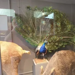 Museo Provincial de Historia Natural - San Luis