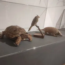 Museo Provincial de Historia Natural - San Luis