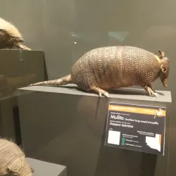 Museo Provincial de Historia Natural - San Luis