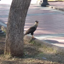 Plaza Pringles - San Luis