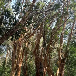 Arrayanes Forest - San Martin de los Andes