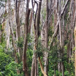 Arrayanes Forest - San Martin de los Andes