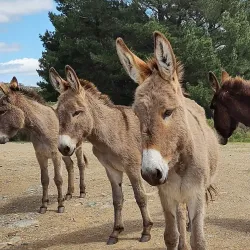 Reserva Natural Sierra del Tigre - Tandil