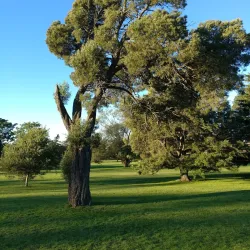 Tandil Golf Club - Tandil