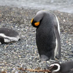 Penguin Island (Isla Martillo) - Ushuaia