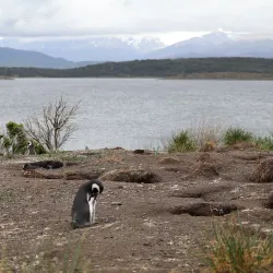 Penguin Island (Isla Martillo) - Ushuaia