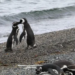 Penguin Island (Isla Martillo) - Ushuaia