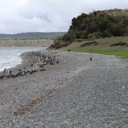 Penguin Island (Isla Martillo) - Ushuaia